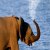 Water Shower Out of an Elephants Trunk