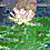 Impressionist Photo Effect