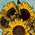 Van Gogh Effect - Van Gogh's Sunflowers