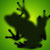 Frog Wallpaper