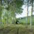 Image Panoramas